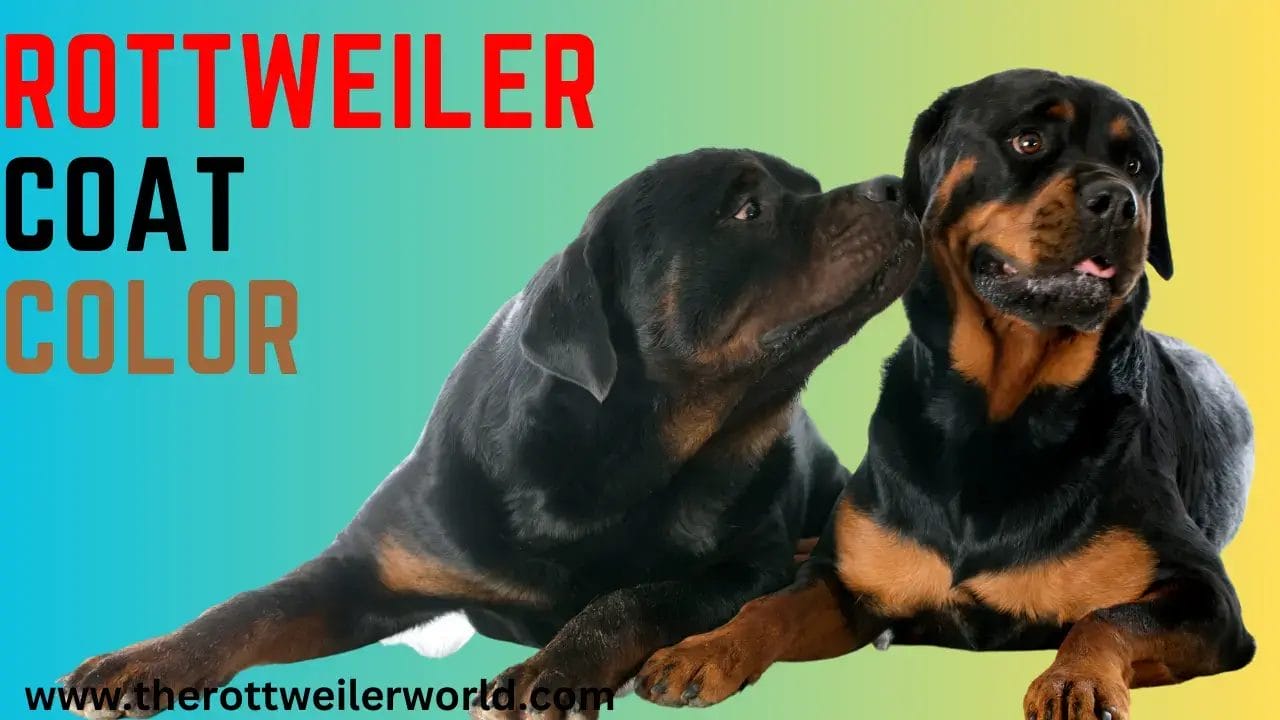 Rottweiler Coat Colors