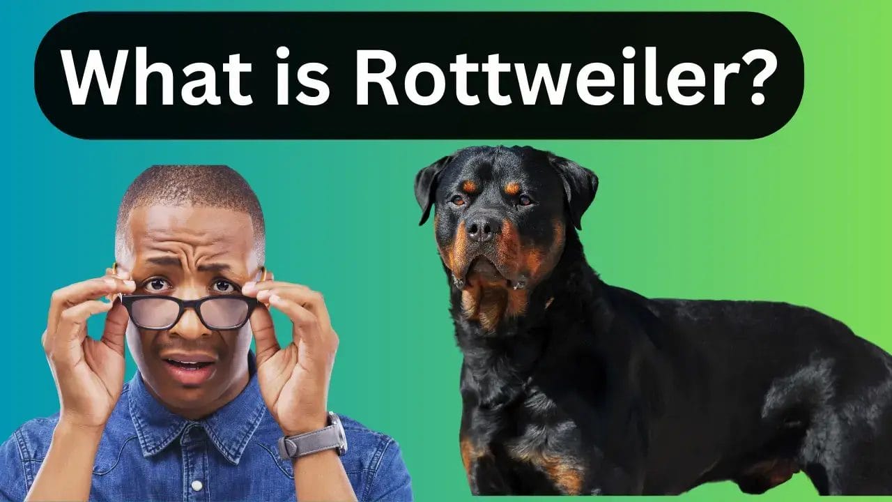 What-is-Rottweiler