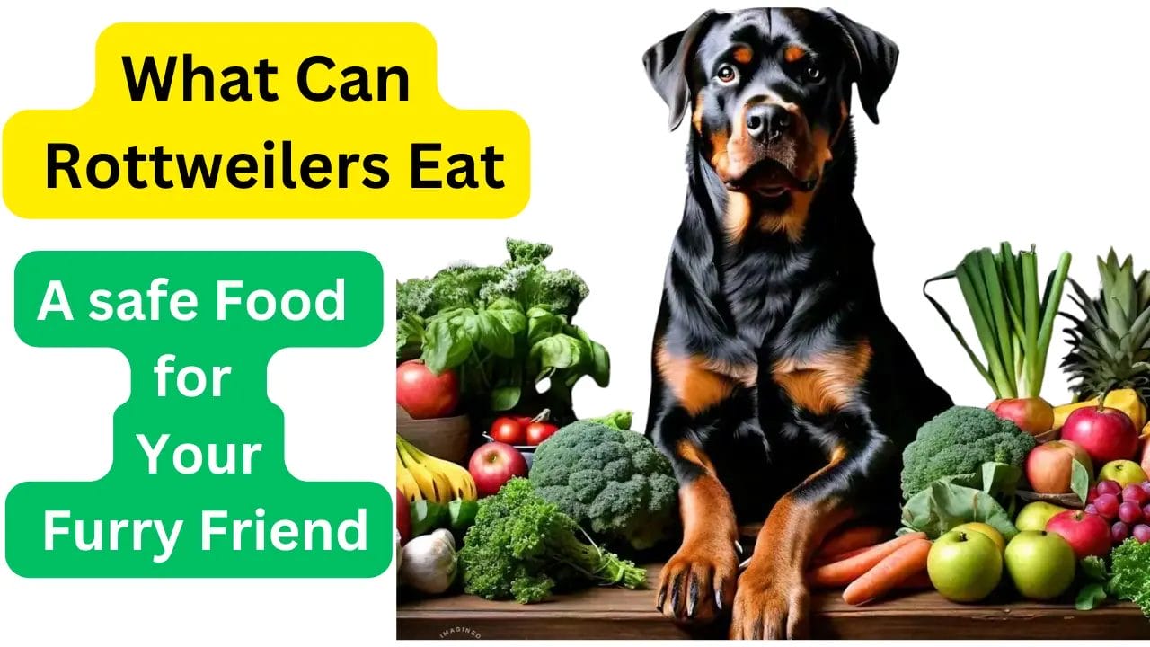 What-Can-Rottweilers-Eat