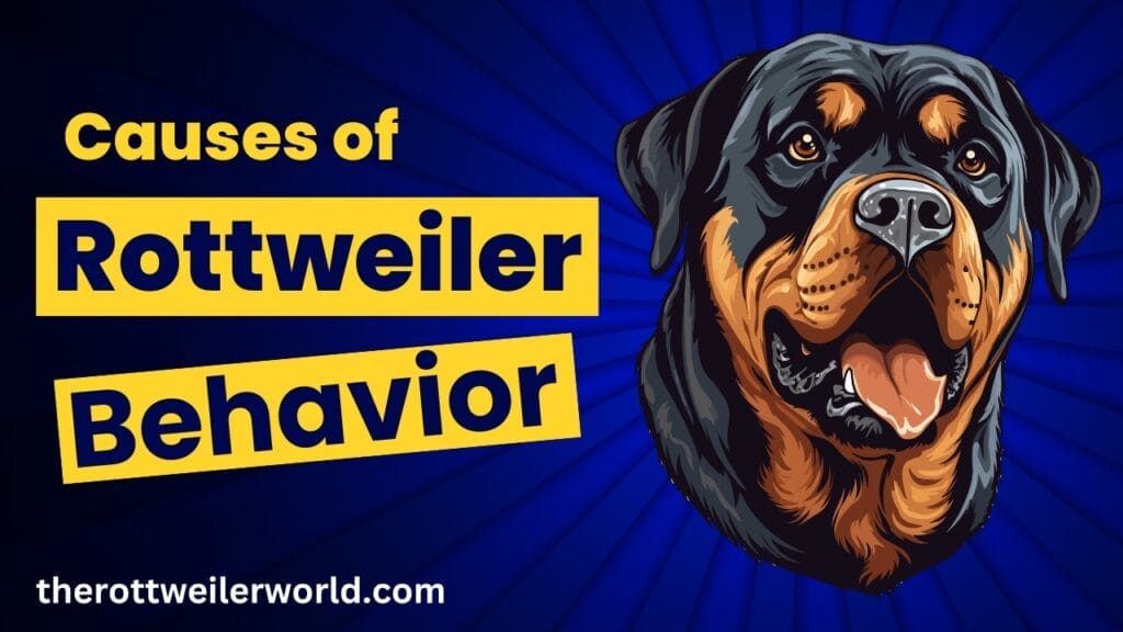 Causes of Rottweiler Behavior Issues